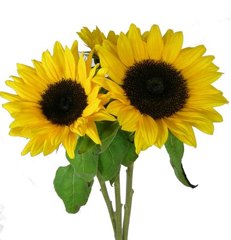Mga larawan ng mga bulaklak sunflower